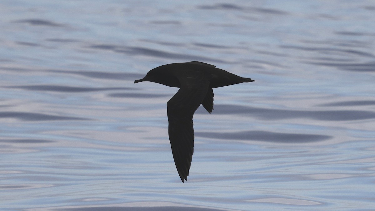 Sooty Shearwater - ML647241748