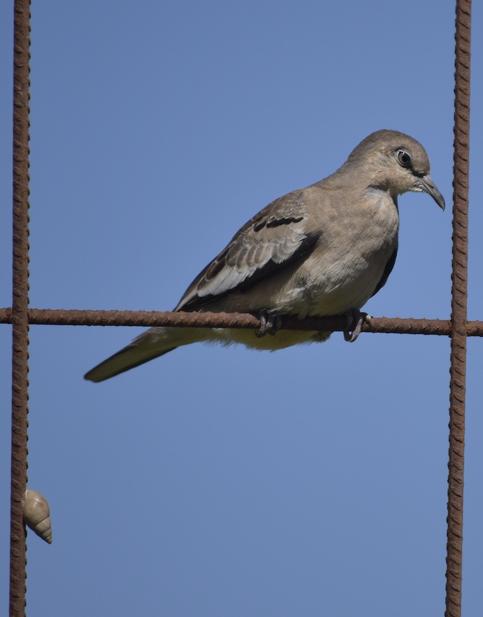 holoubek pikui - ML647241751