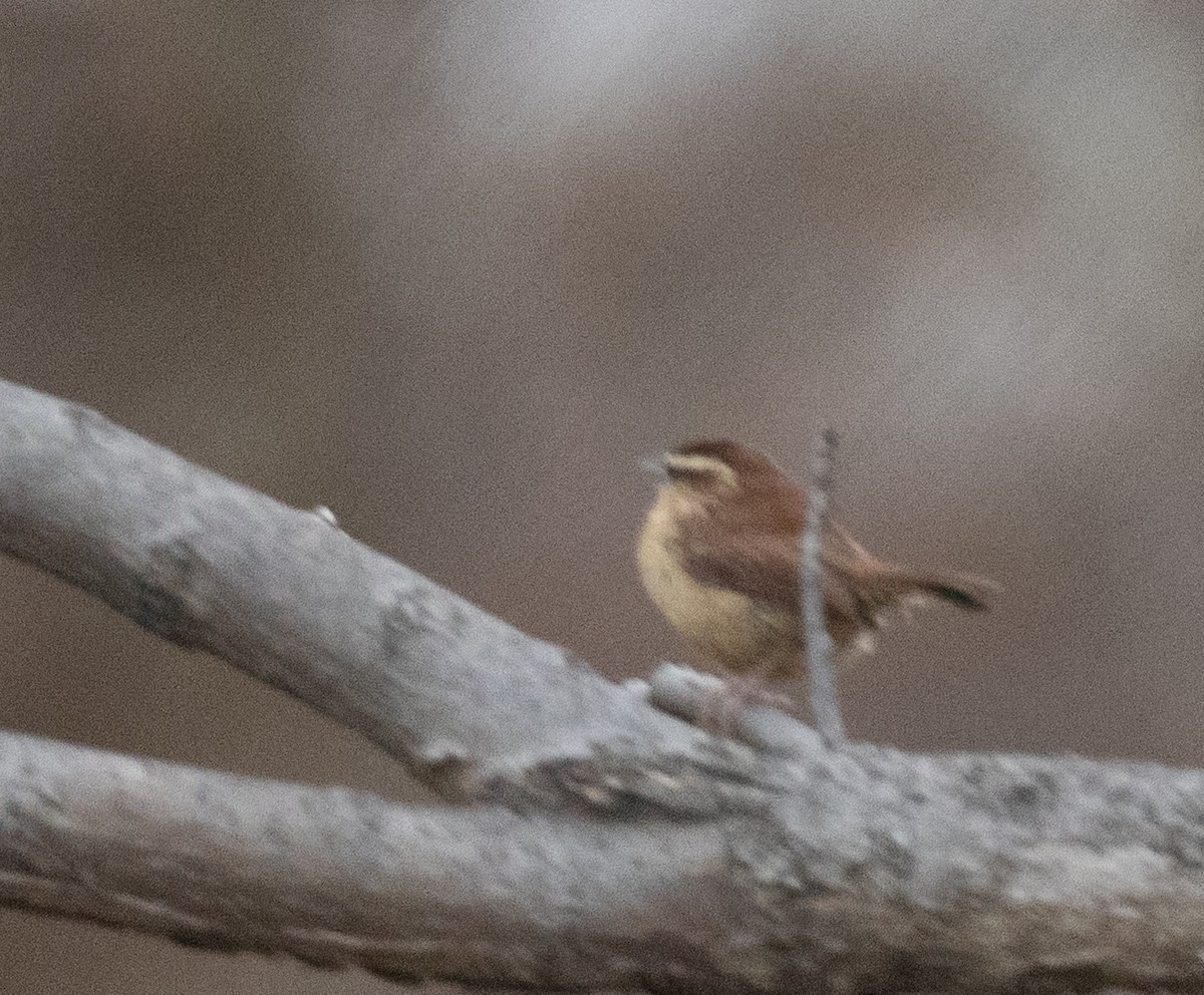 Carolina Wren - ML647241759
