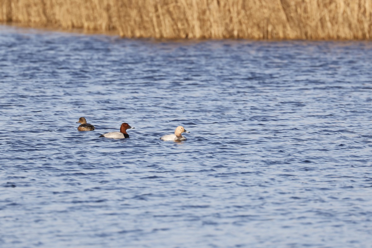 Common Pochard - ML647241776