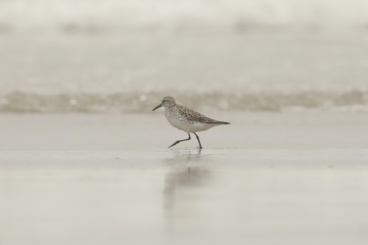 Correlimos Culiblanco - ML647241801