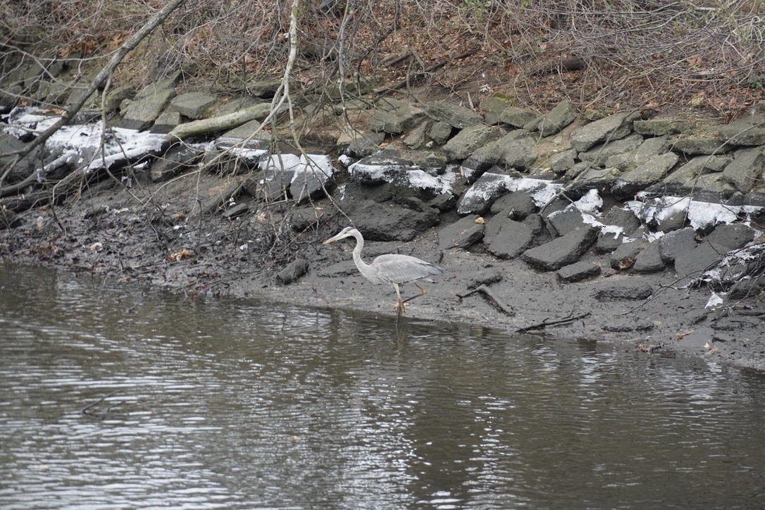 Great Blue Heron - ML647241802