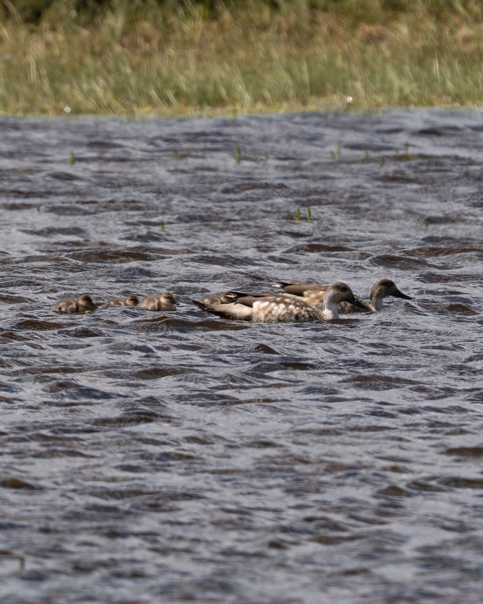 カンムリガモ - ML647241803