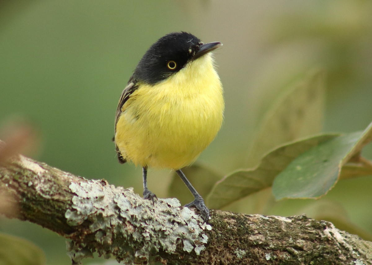 Common Tody-Flycatcher - ML647241807