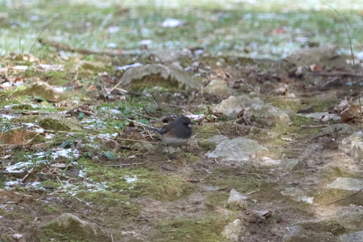Dark-eyed Junco (Oregon) - ML647241814