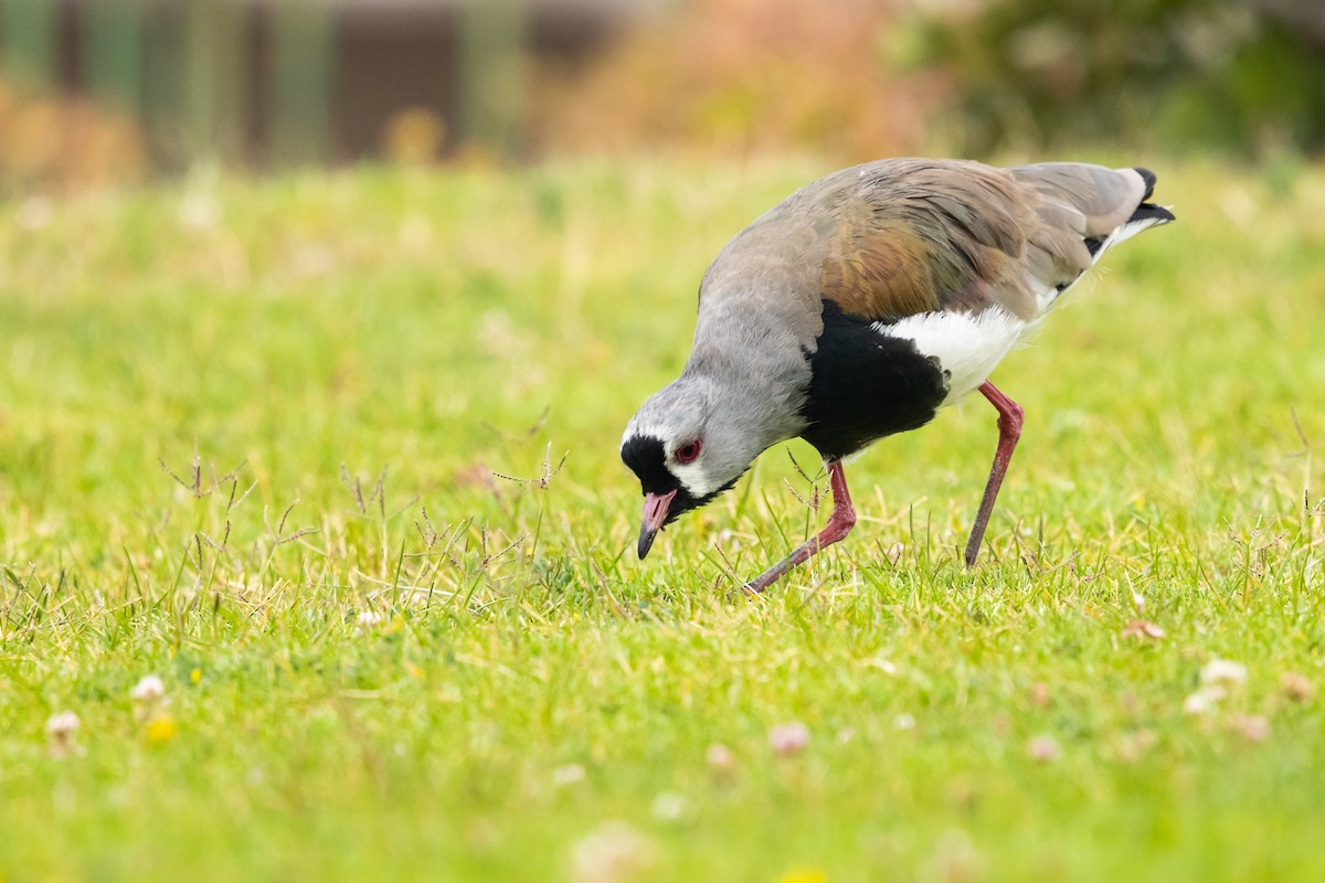 Southern Lapwing (chilensis/fretensis) - Ariel Cabrera Foix
