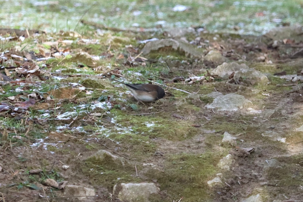 Dark-eyed Junco (Oregon) - ML647241819
