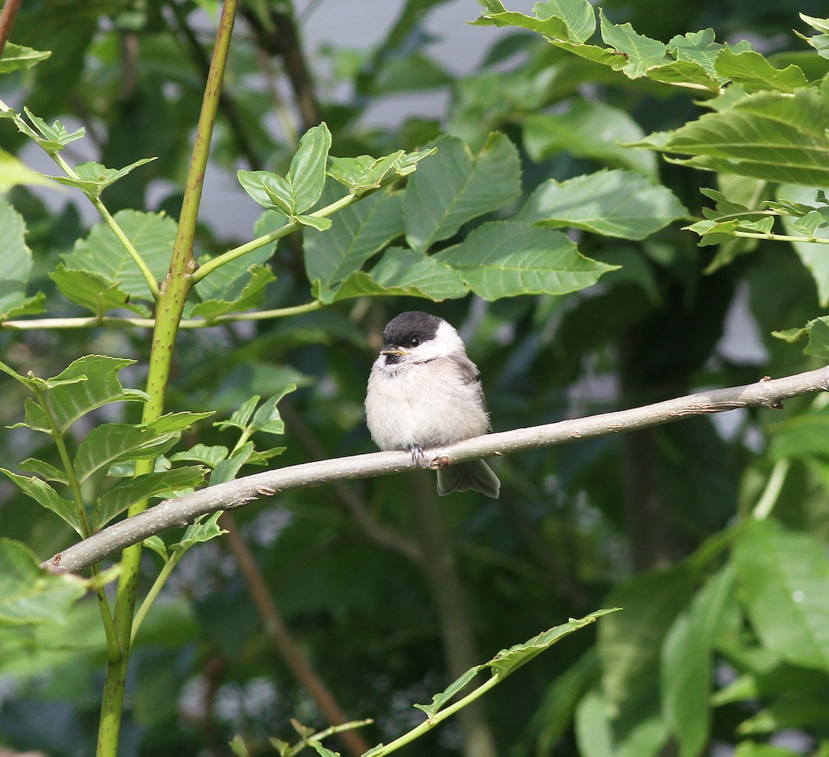 Mésange boréale - ML647241824
