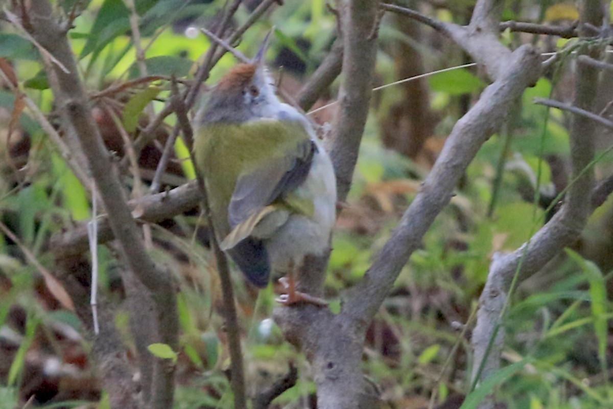 Common Tailorbird - ML647241825