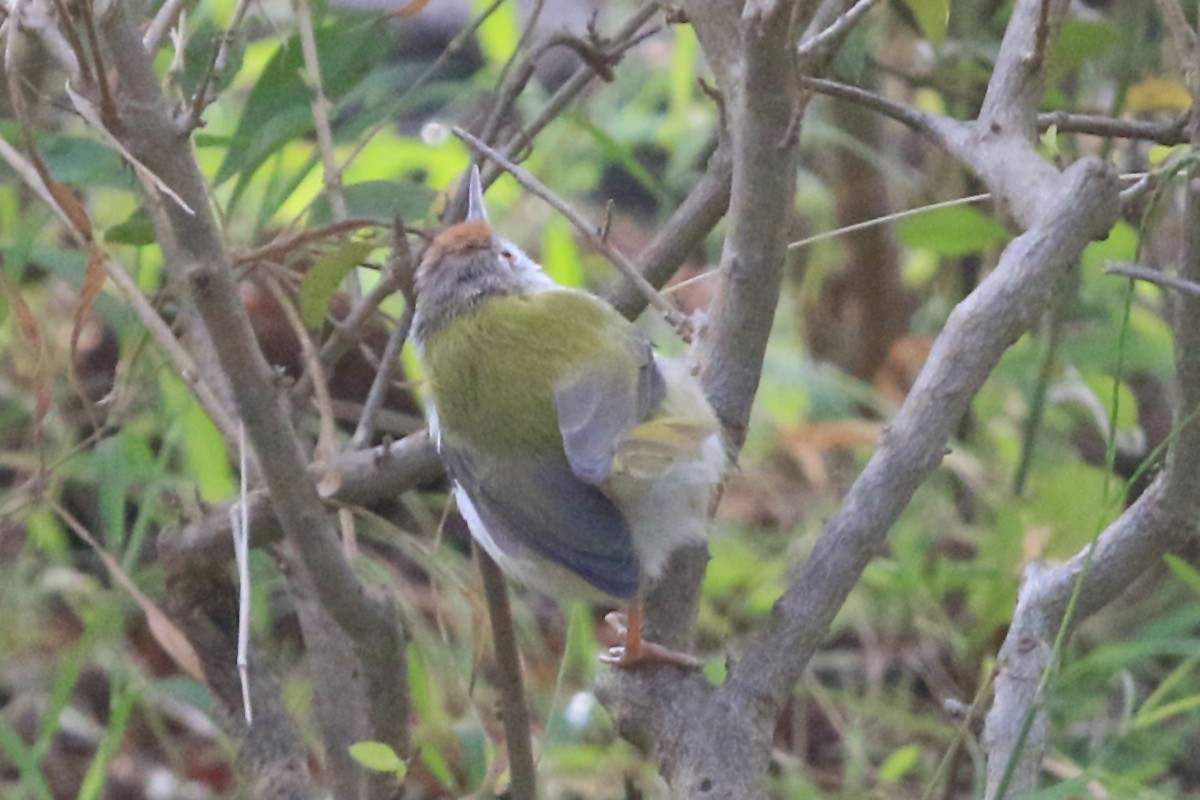 Common Tailorbird - ML647241826