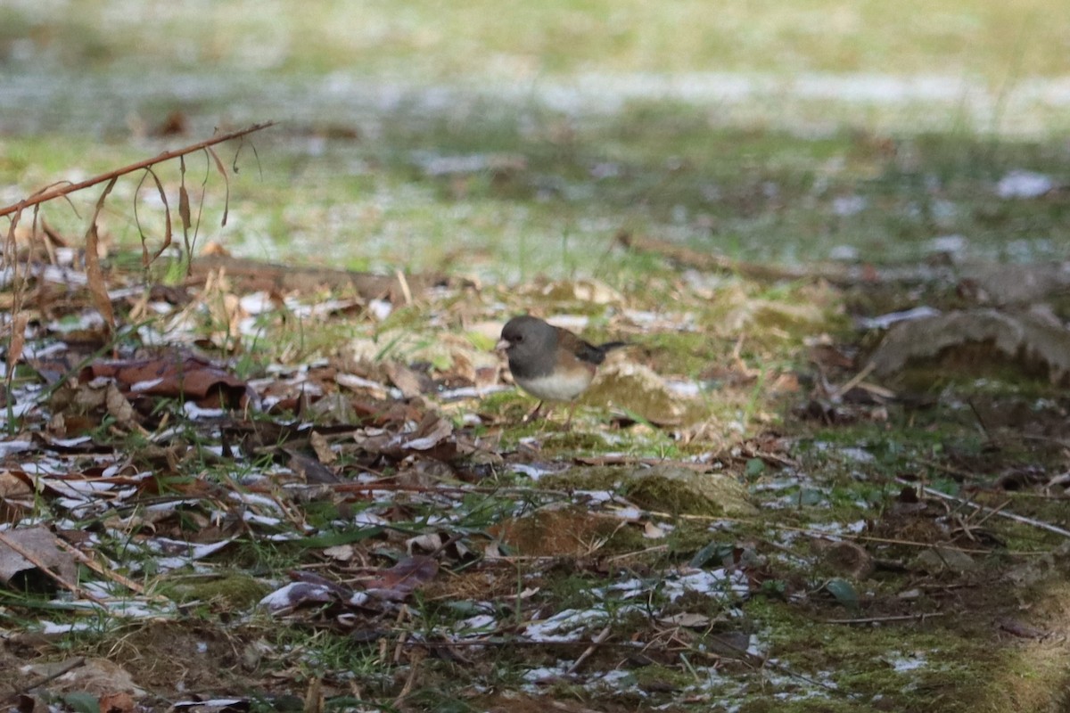 Dark-eyed Junco (Oregon) - ML647241840