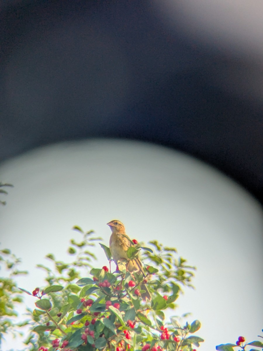 Bobolink - ML647241849