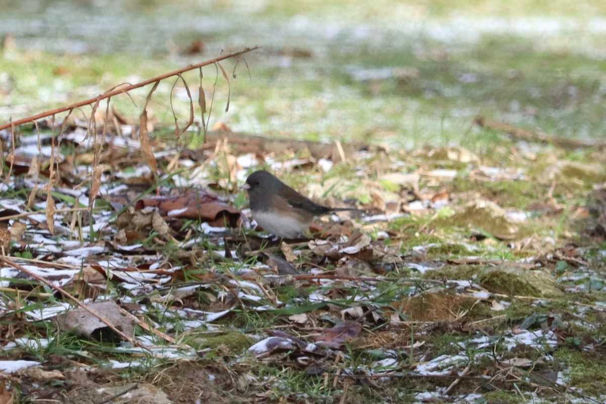 Dark-eyed Junco (Oregon) - ML647241851