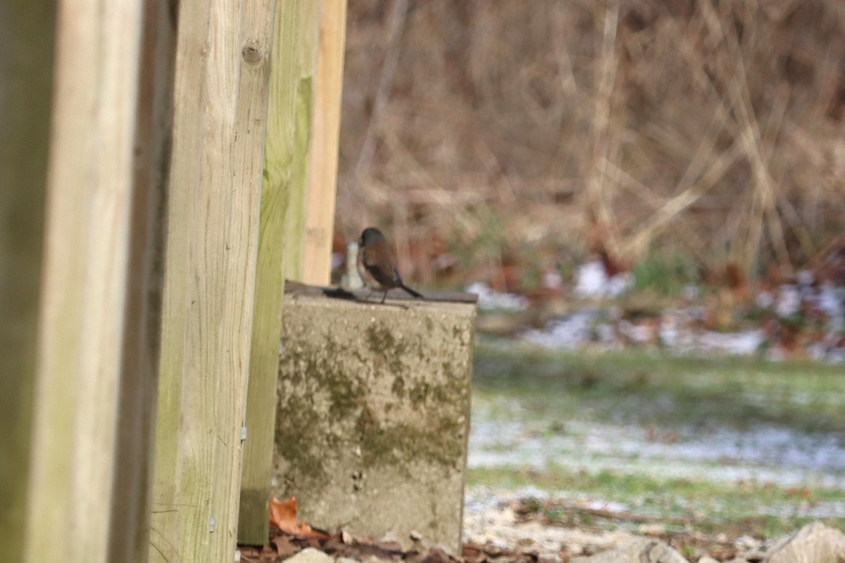 Dark-eyed Junco (Oregon) - ML647241855