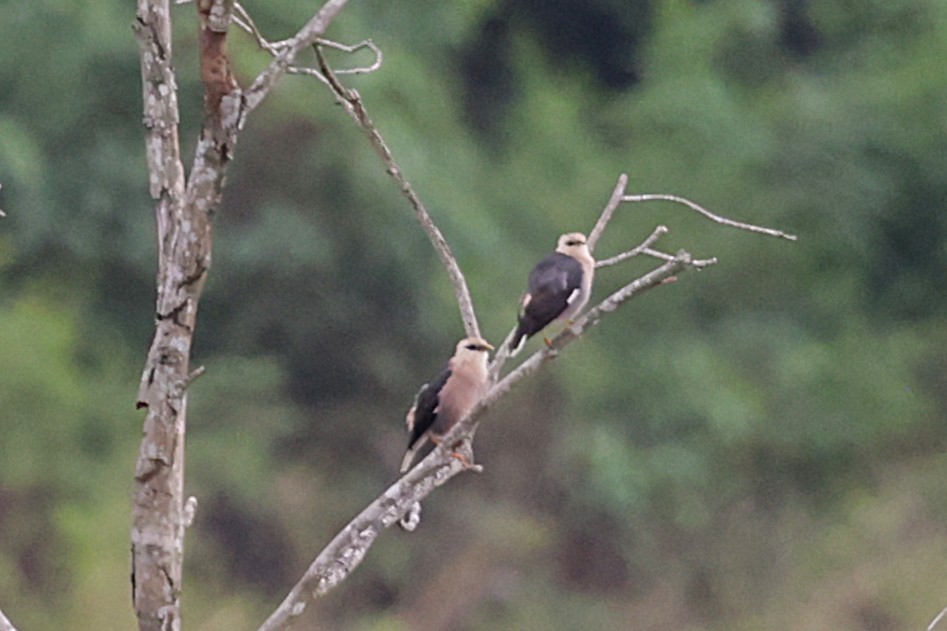 Vinous-breasted Myna - ML647241856