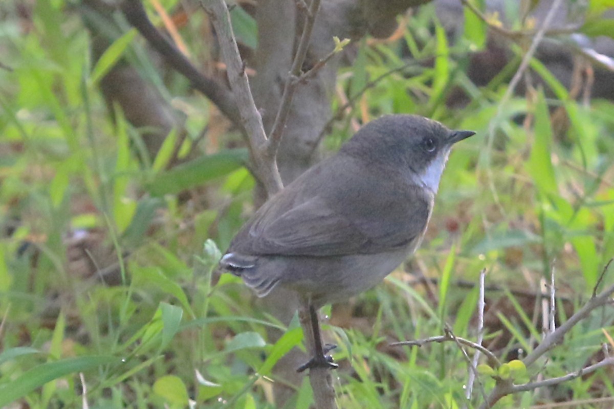 Lesser Whitethroat - ML647241859