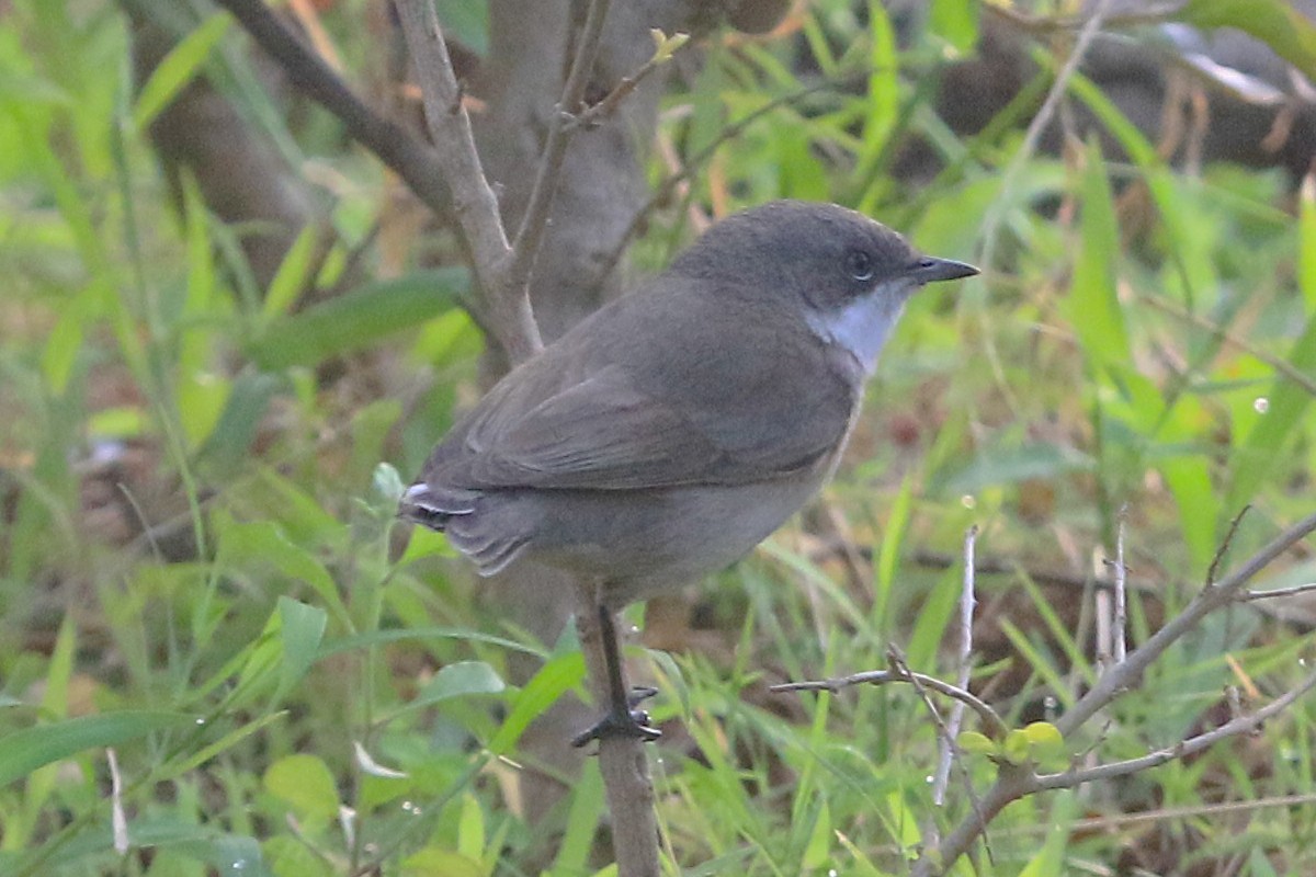 Lesser Whitethroat - ML647241860