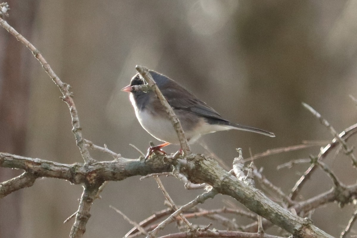 Dark-eyed Junco (Oregon) - ML647241861