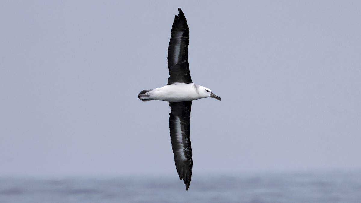 Black-browed Albatross - ML647241865