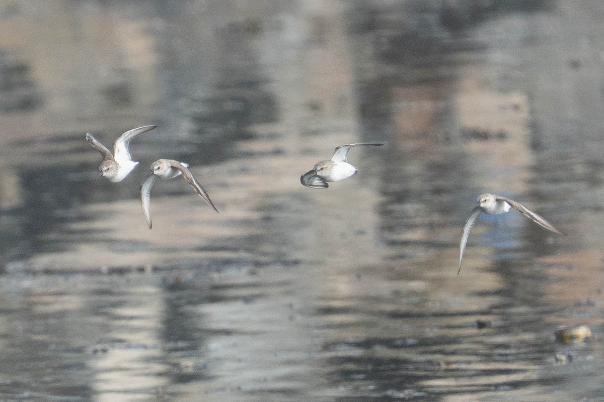 Песчанка - ML647241882