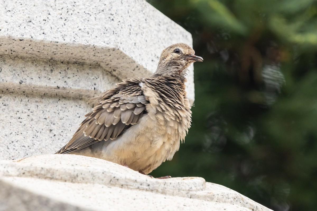Eared Dove - Ariel Cabrera Foix