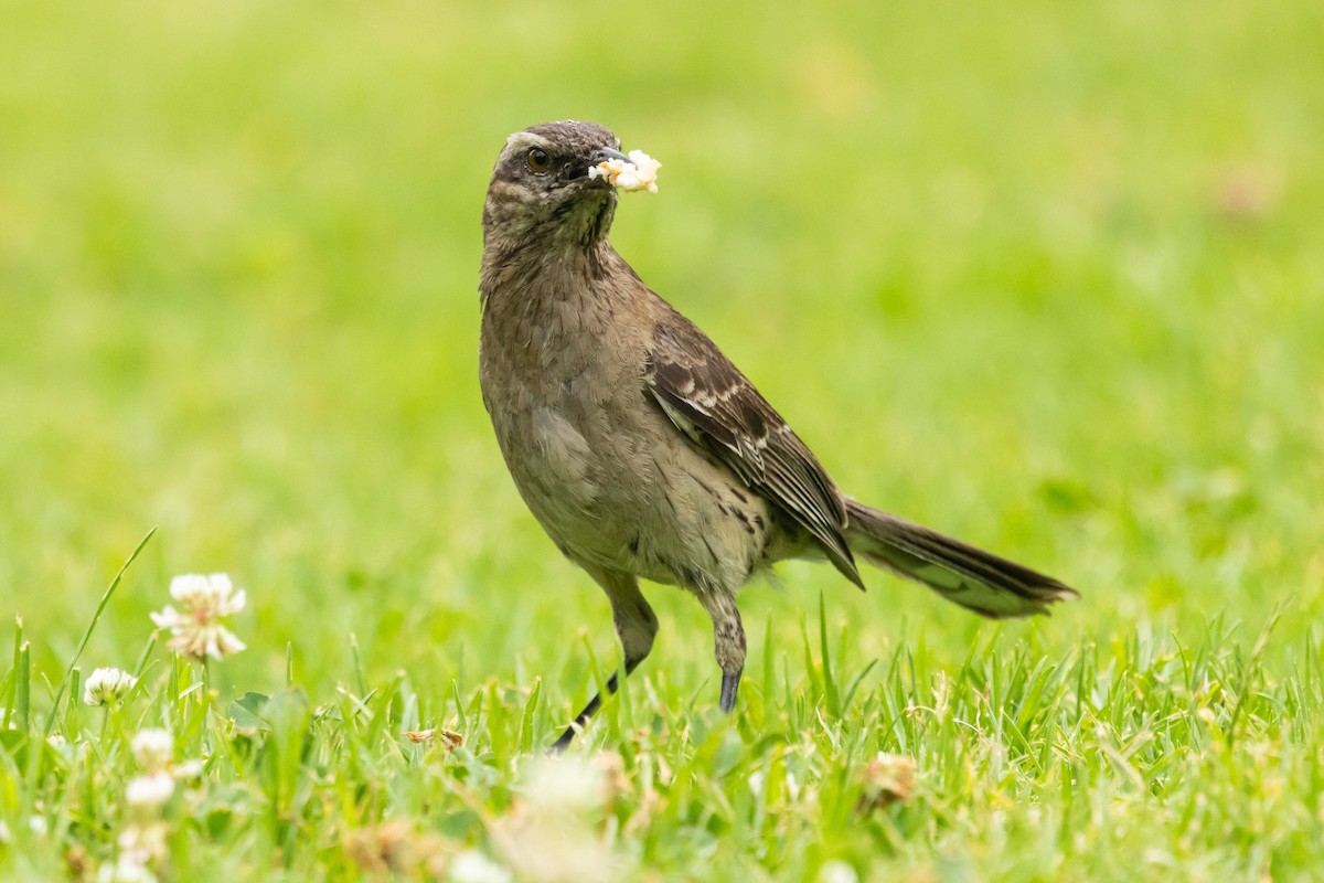 Chilean Mockingbird - Ariel Cabrera Foix