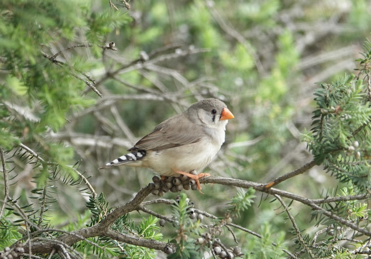 Zebra Finch - ML647241892