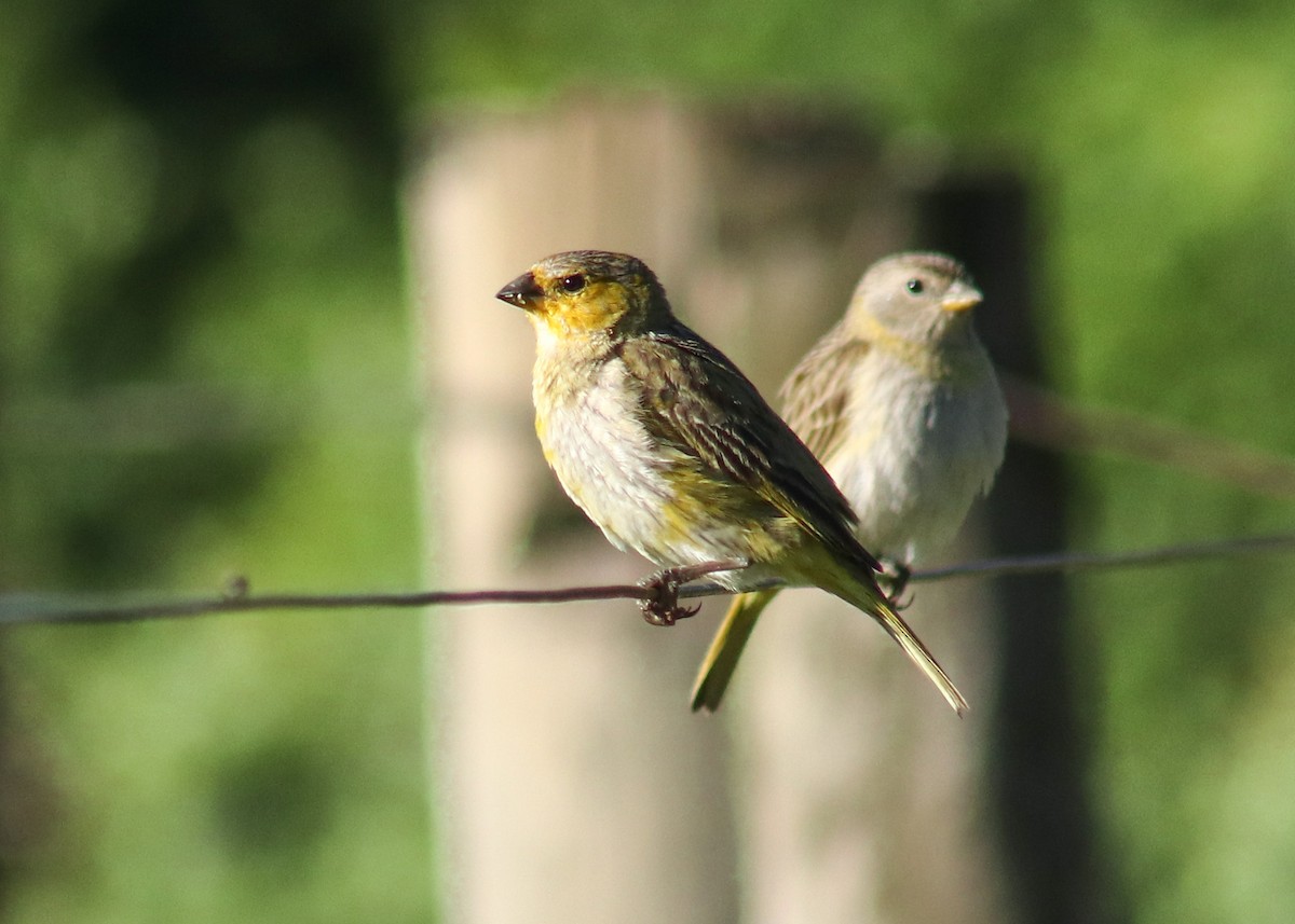 Saffron Finch - ML647241896