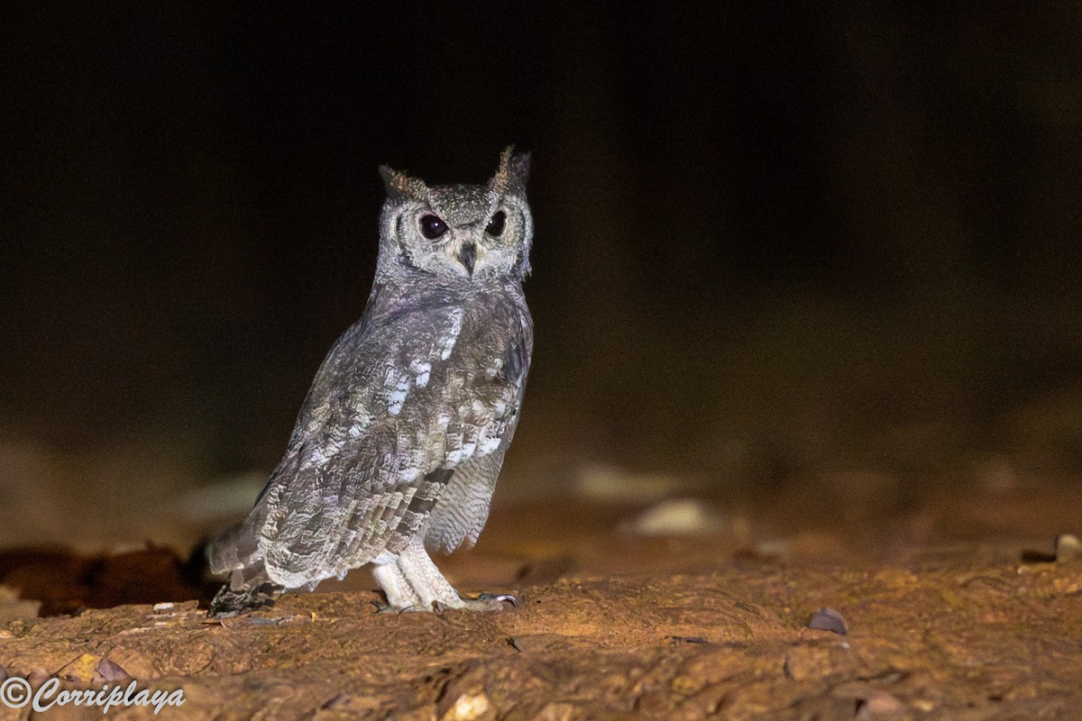 Grayish Eagle-Owl - ML647241897