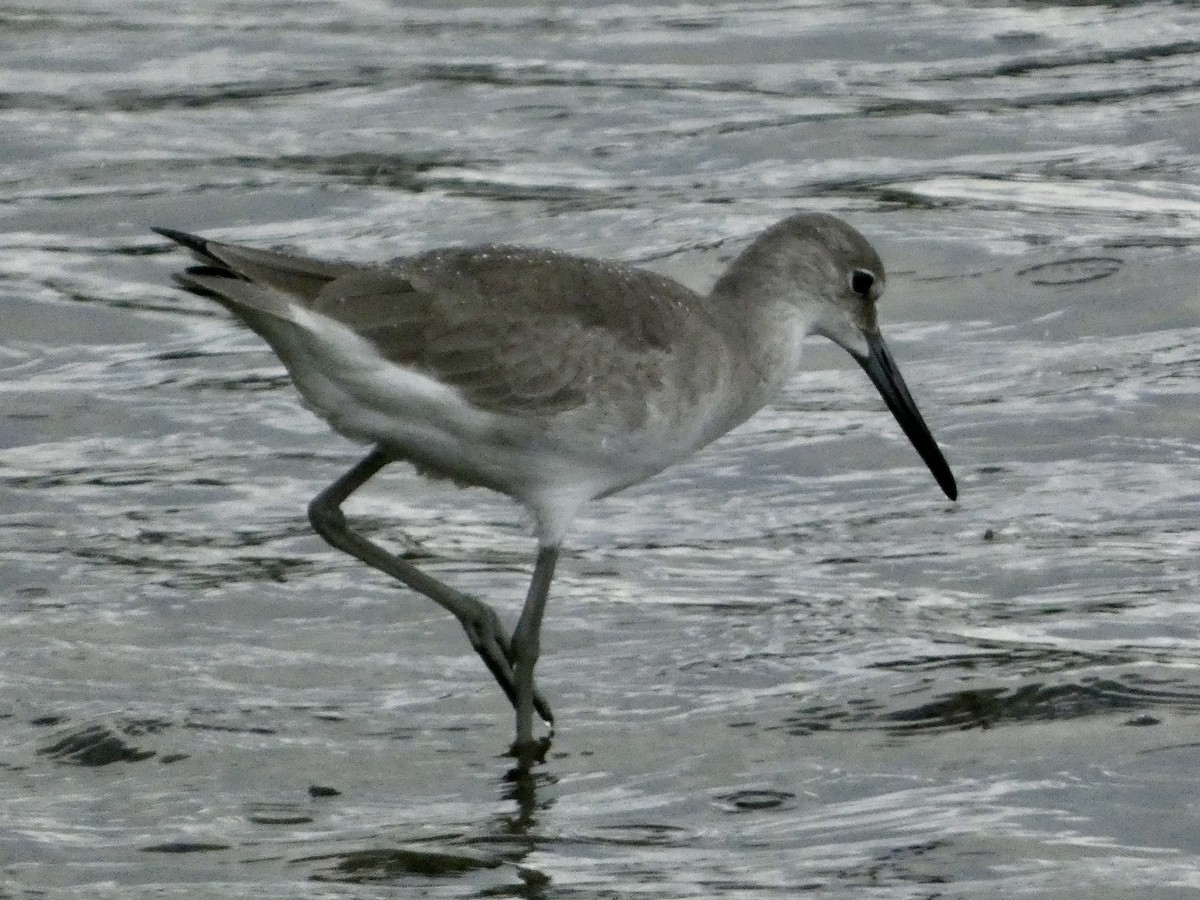 ハジロオオシギ - ML647241938