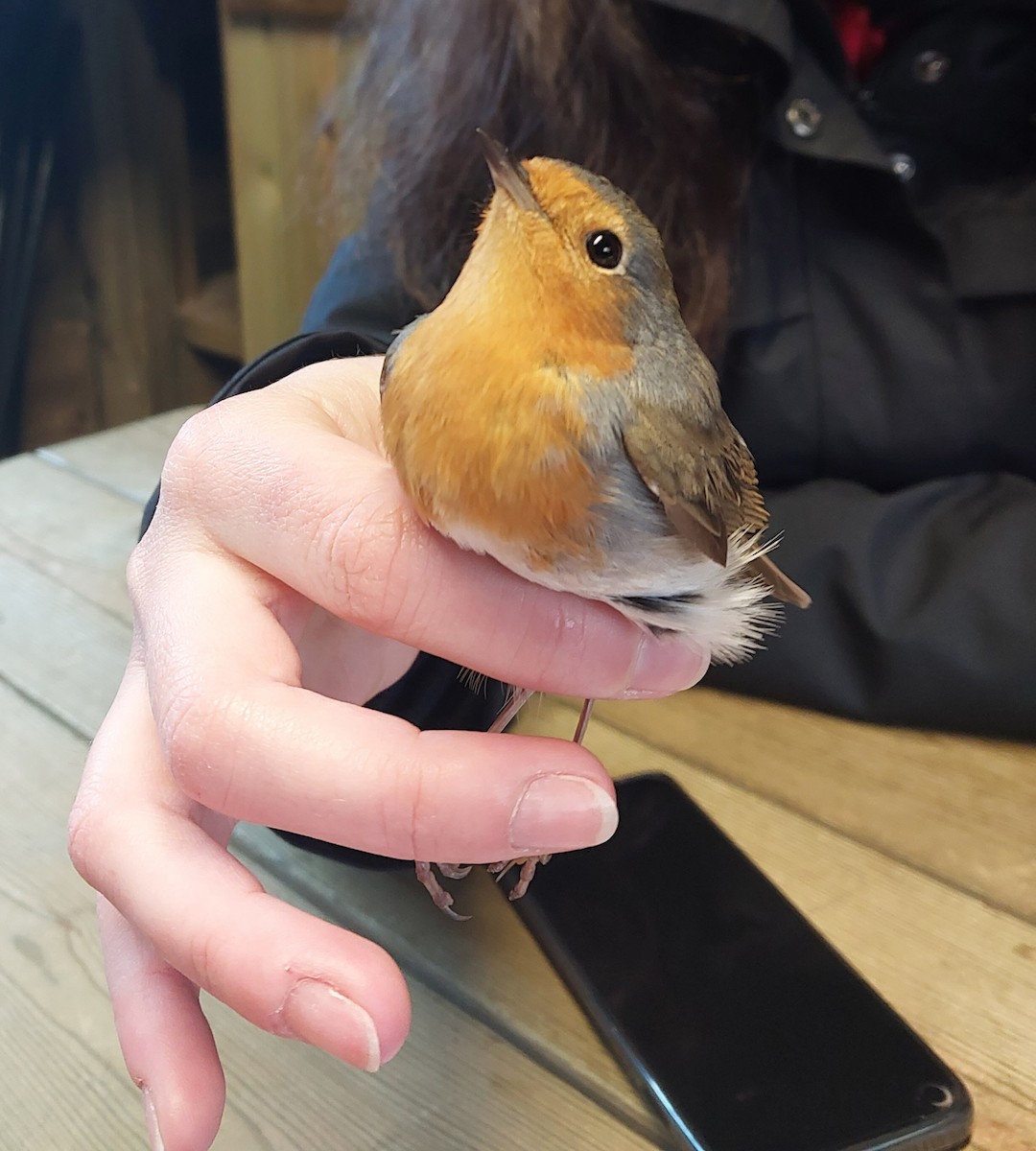 European Robin - ML647241955