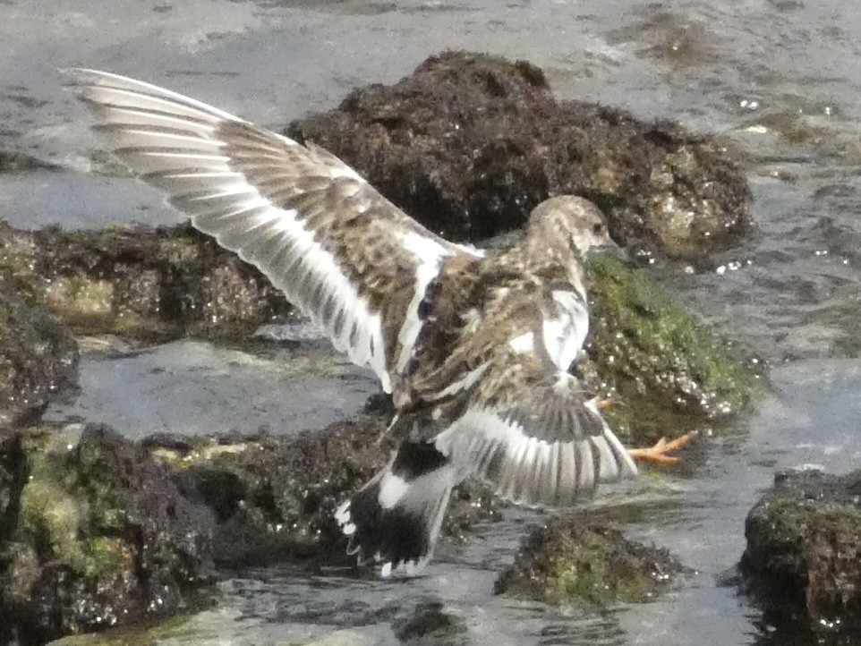 キョウジョシギ - ML647241961