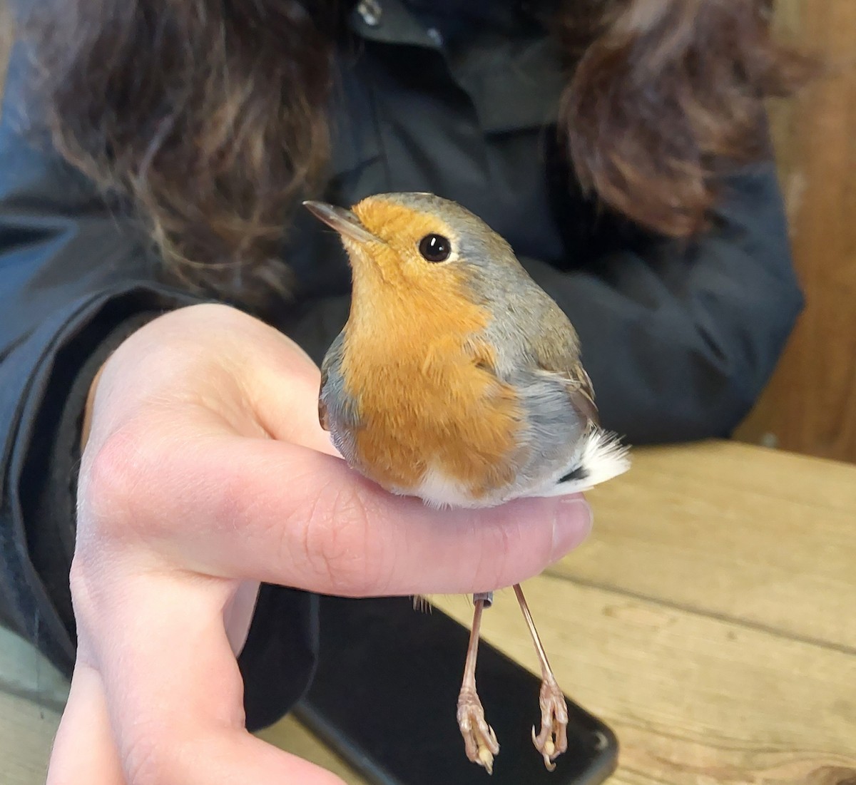 European Robin - ML647241964