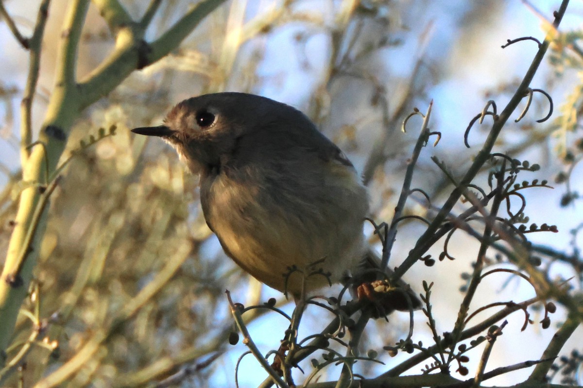 Rubingoldhähnchen - ML647241974