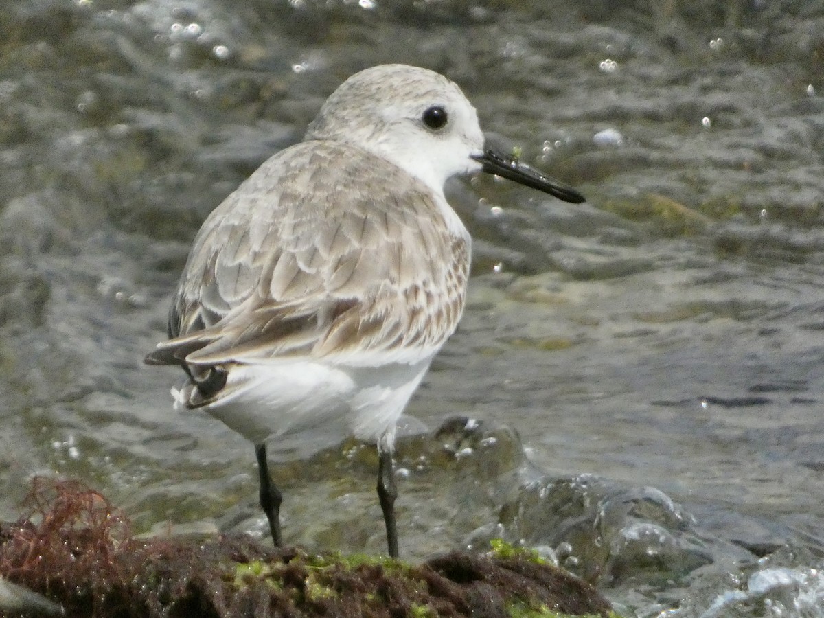 Песчанка - ML647241981