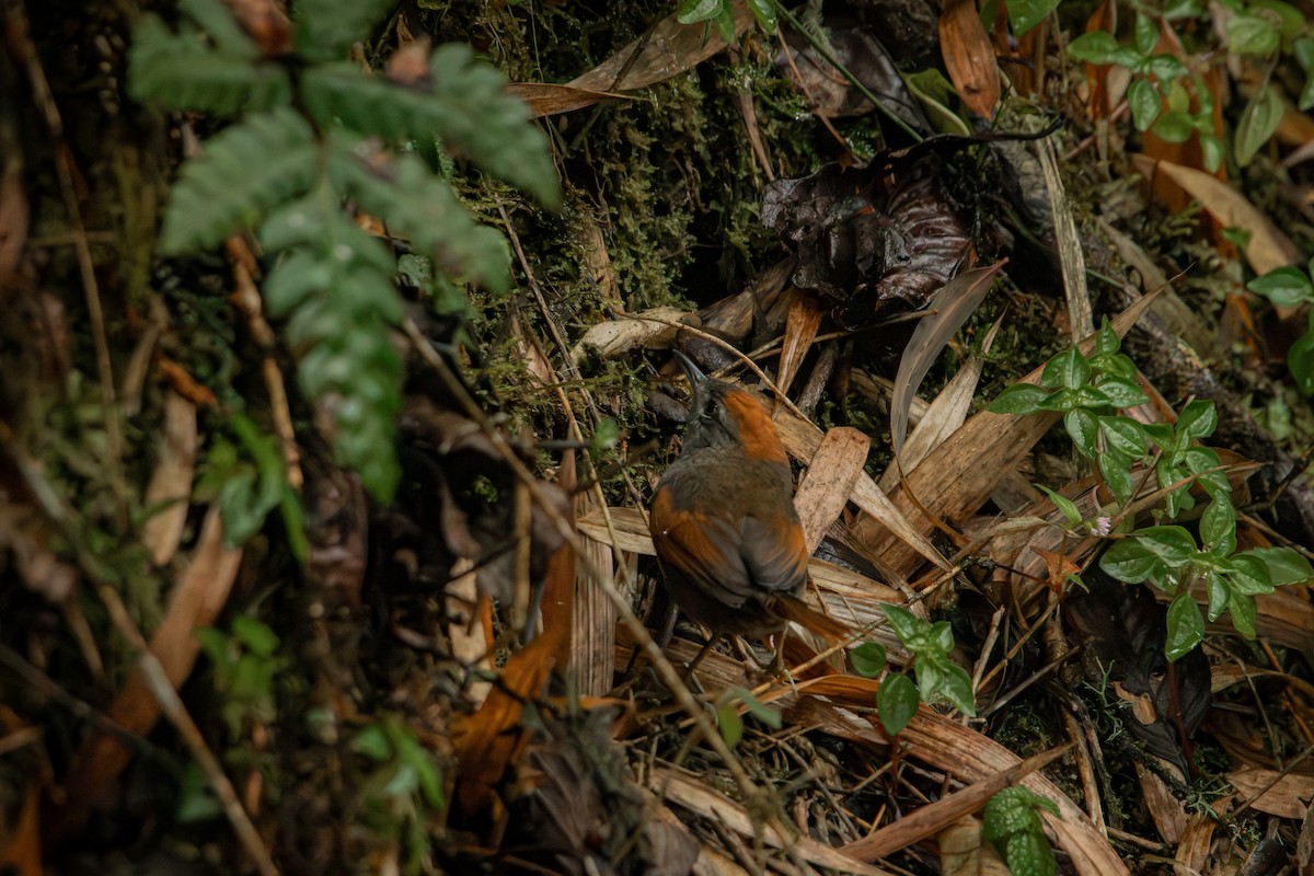 Azara's Spinetail - ML647241990