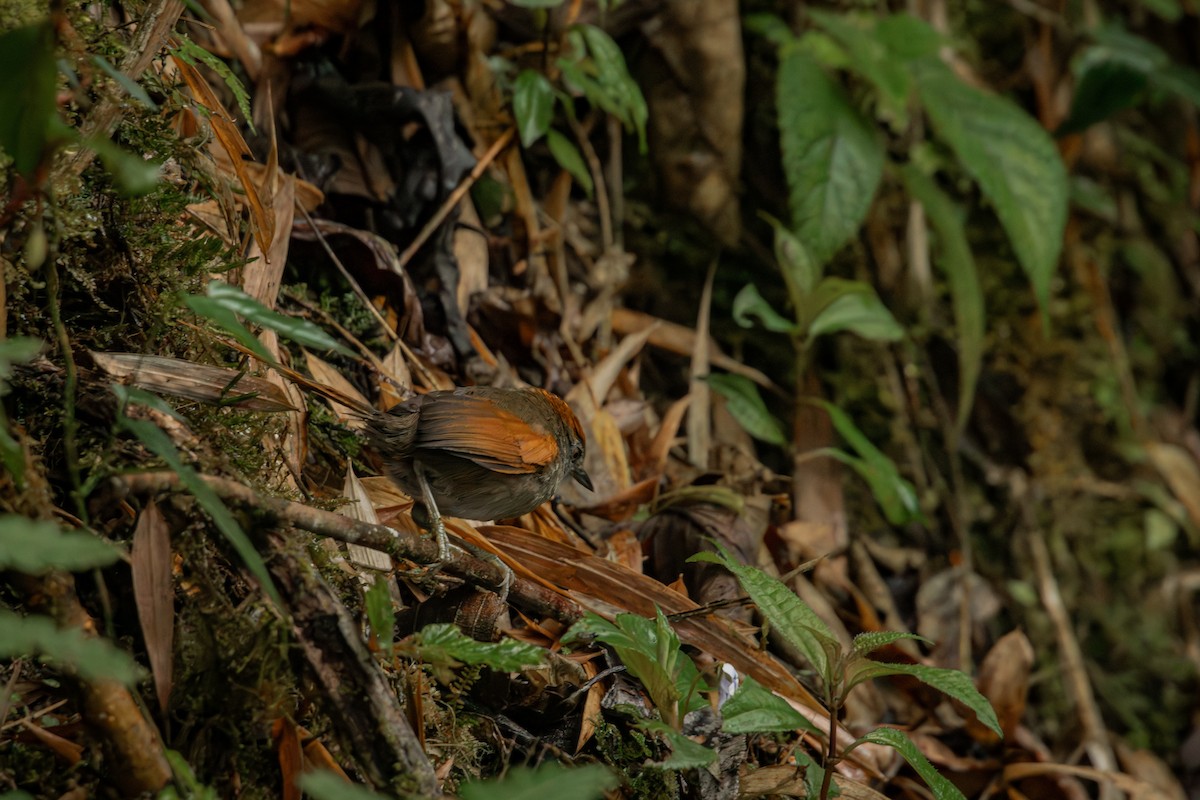 Azara's Spinetail - ML647241991