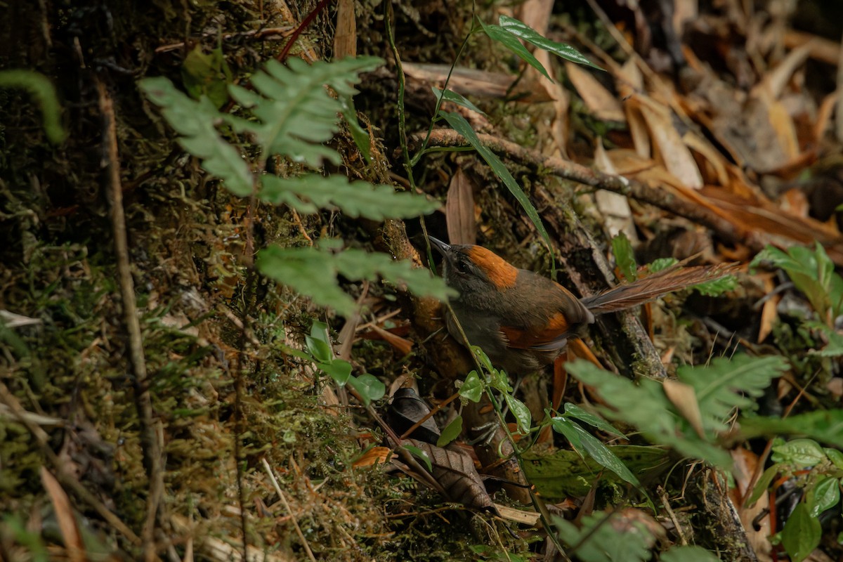 Azara's Spinetail - ML647241993