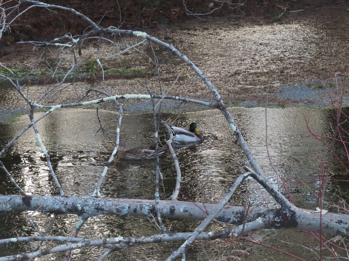 Mallard - ML647242028