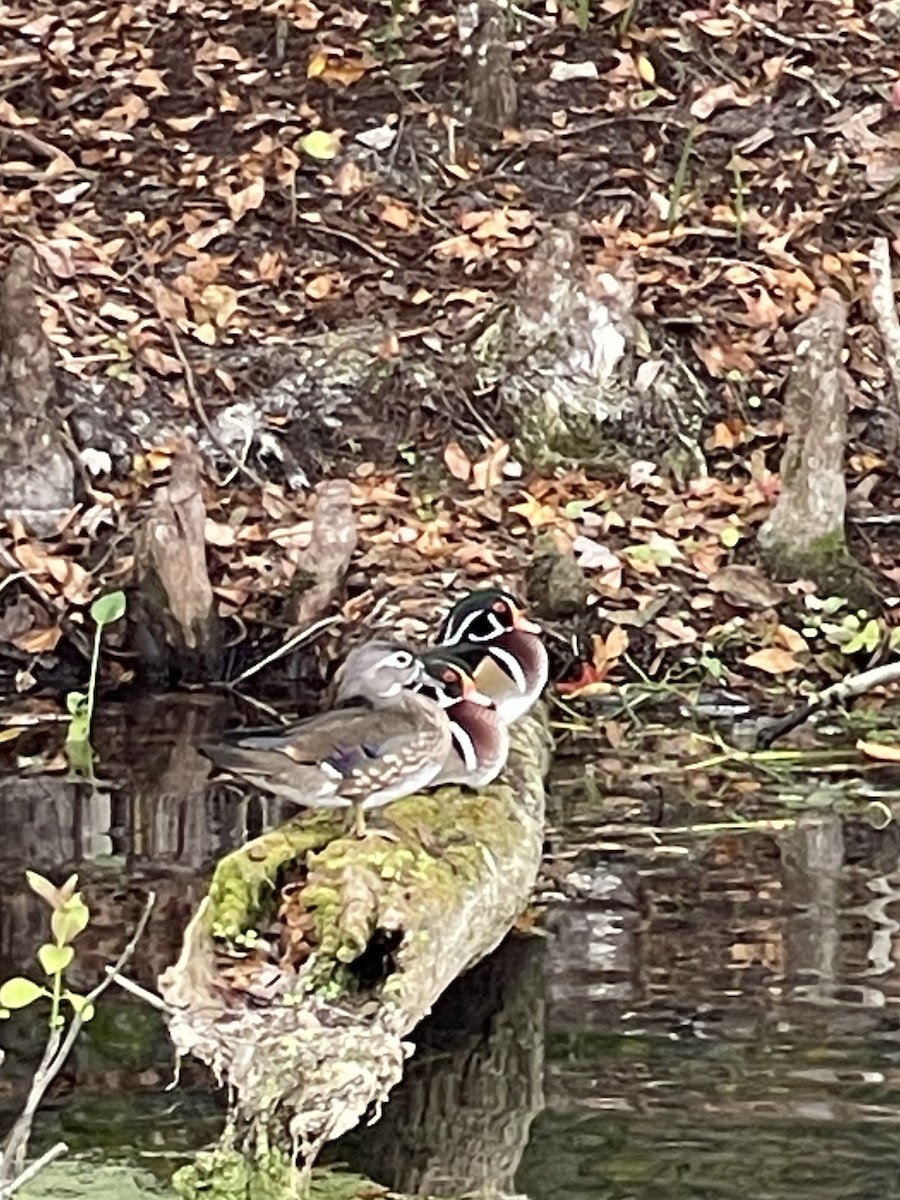Wood Duck - ML647242029