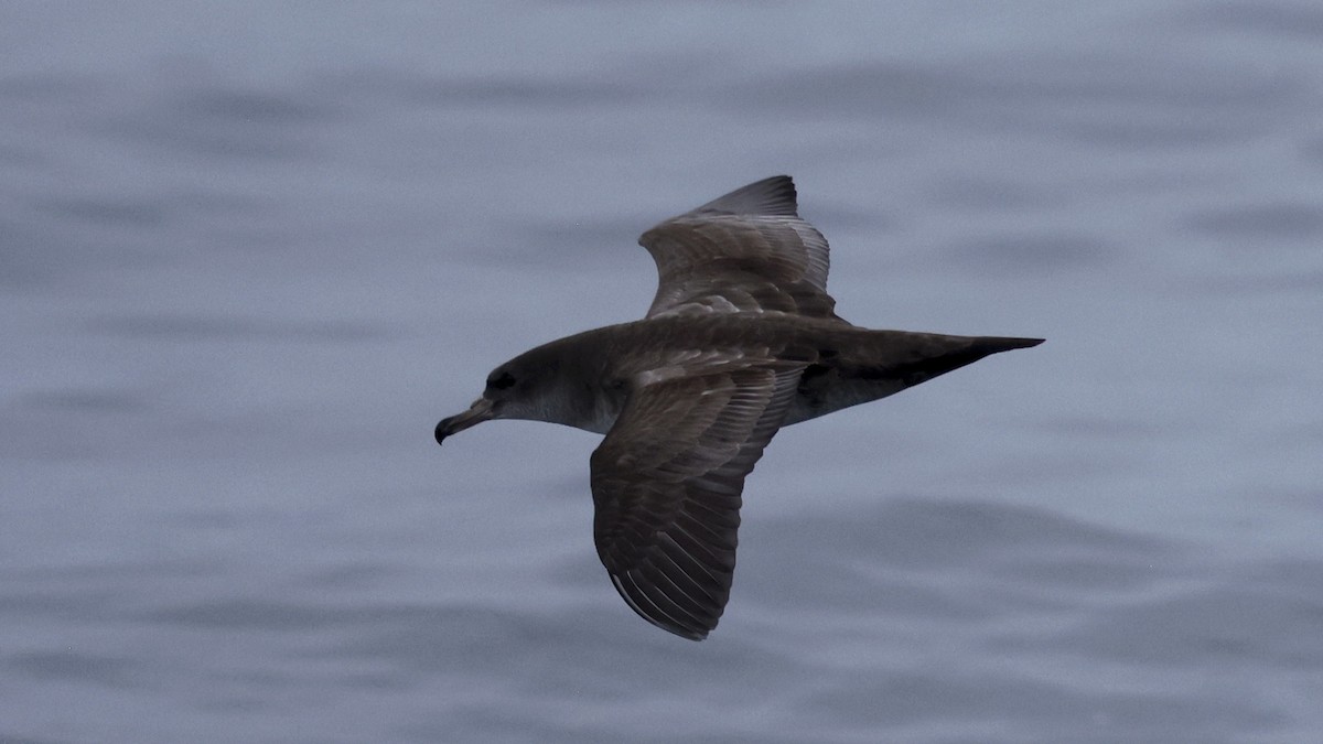 Pink-footed Shearwater - ML647242030