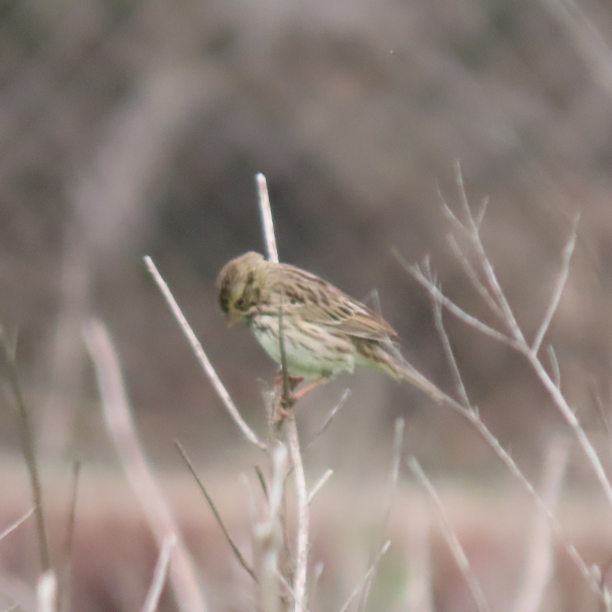 Savannah Sparrow - ML647242034