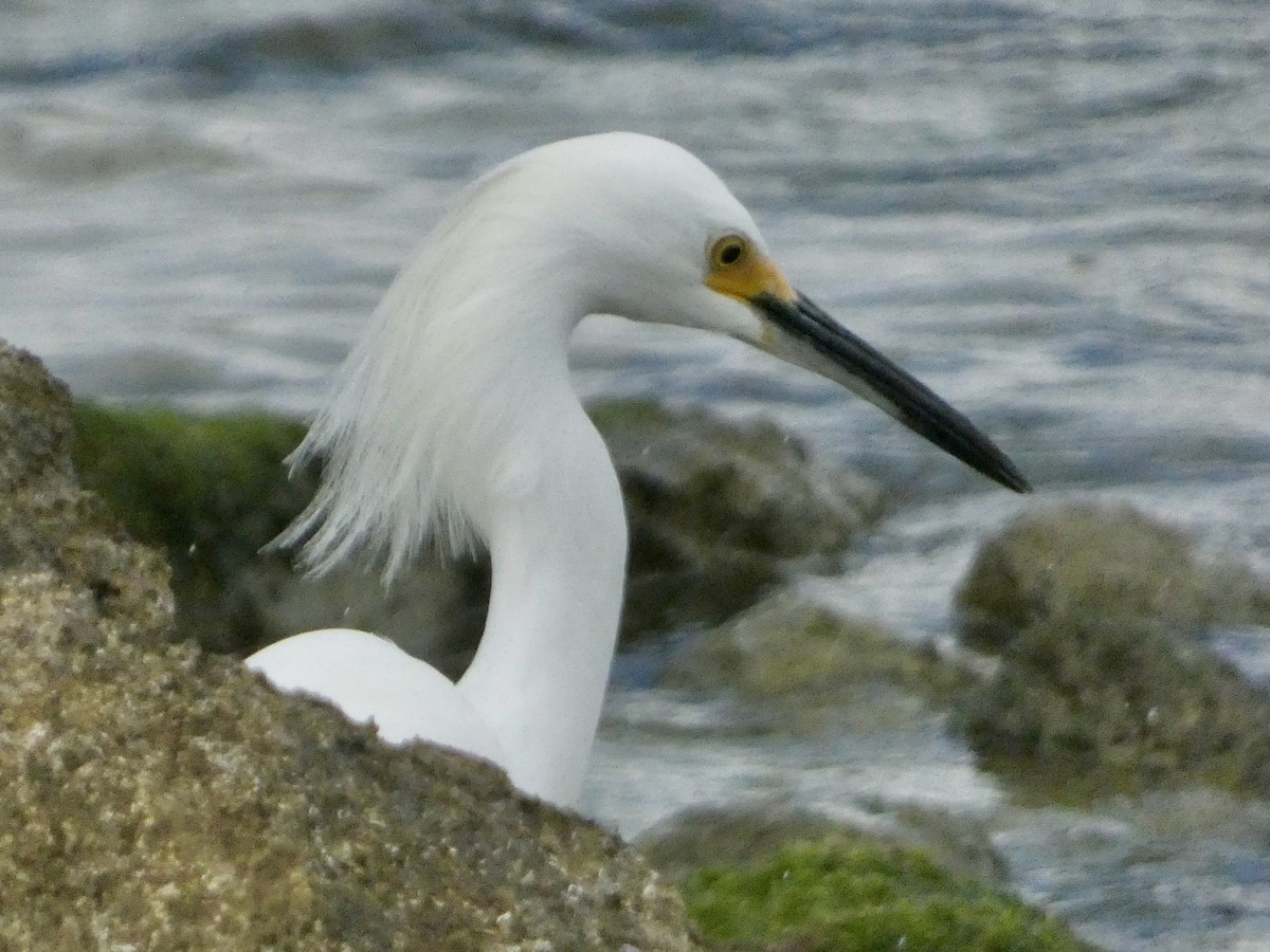 ユキコサギ - ML647242036