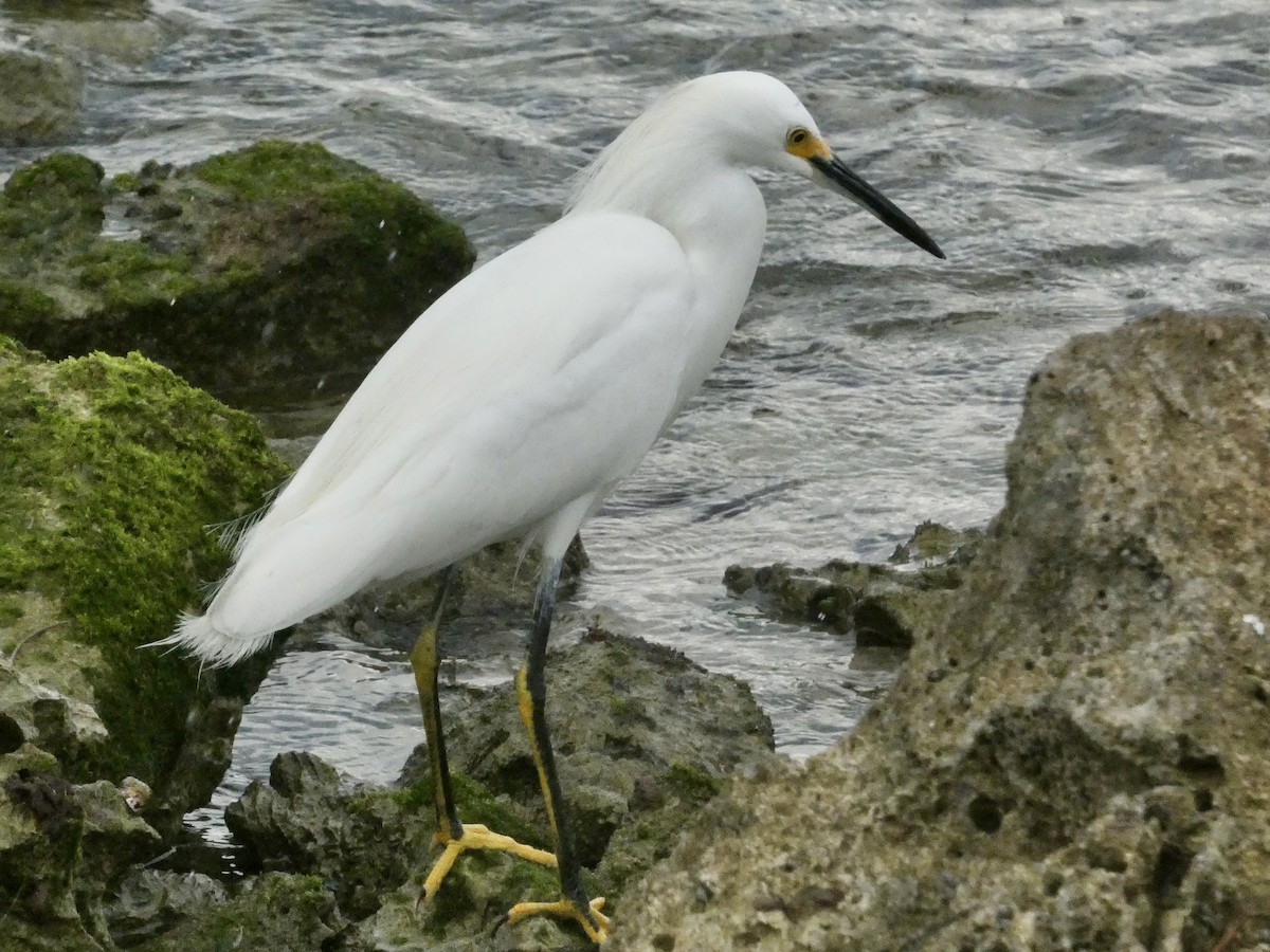 ユキコサギ - ML647242037