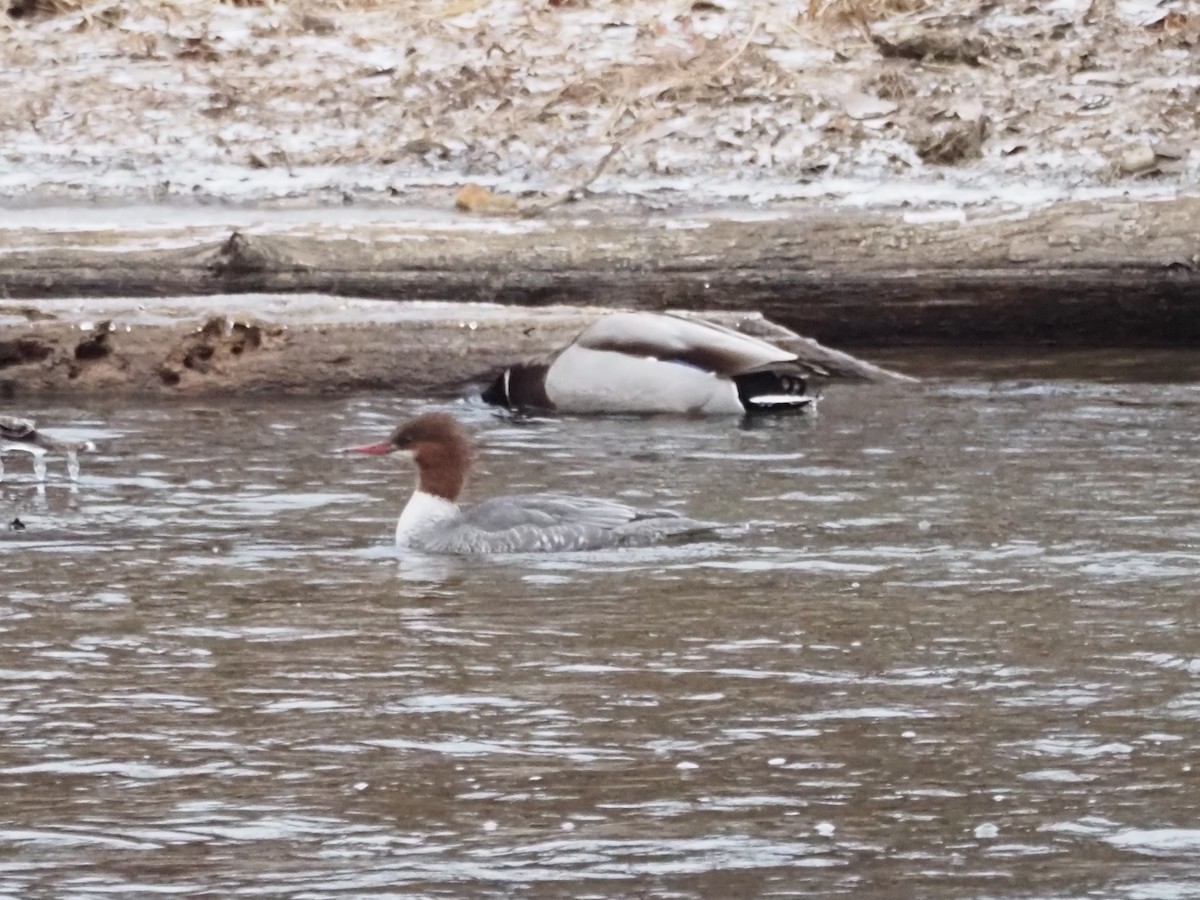 Common Merganser - ML647242042