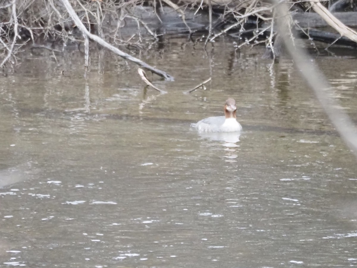 Common Merganser - ML647242043