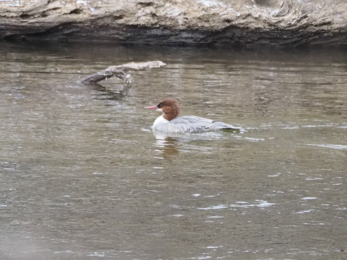 Common Merganser - ML647242044