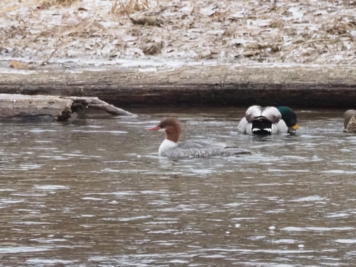 Common Merganser - ML647242045
