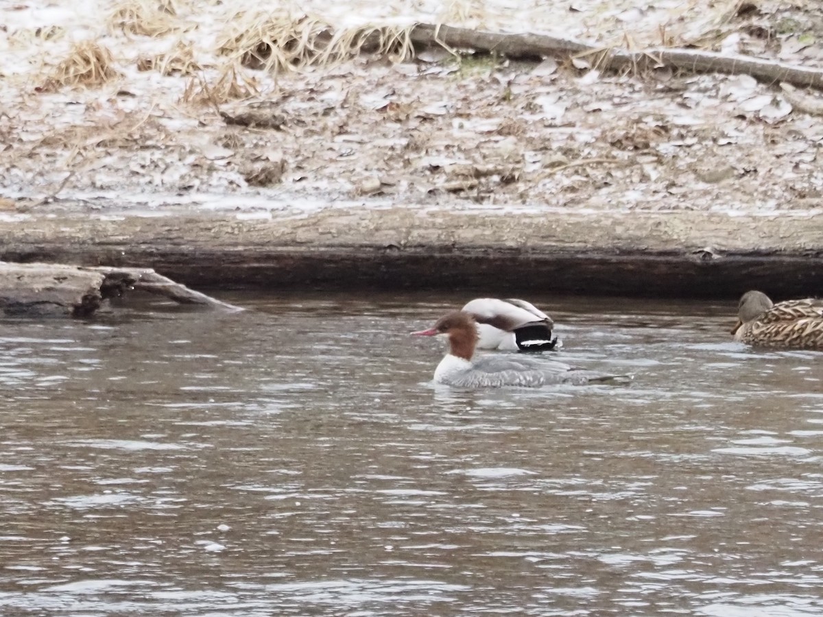 Common Merganser - ML647242046