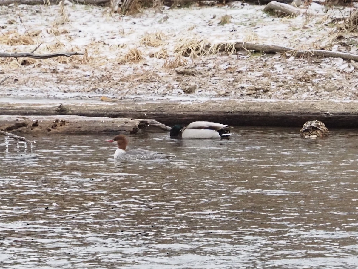 Common Merganser - ML647242047